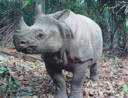 Extraordinary Animals